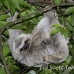sloth_toed_three_map_h_0029_cos0224.jpg